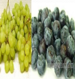 al-azraq-fruits-company-w-l-l-5-17-04-26-08-04-17.jpeg