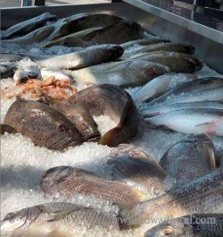 al-masseilah-sea-food-supplier-al-jahra-8-19-06-24-08-06-54.jpeg