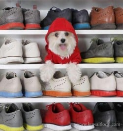 cole-haan-shoe-store-al-rai-0-19-08-31-12-08-14.jpeg