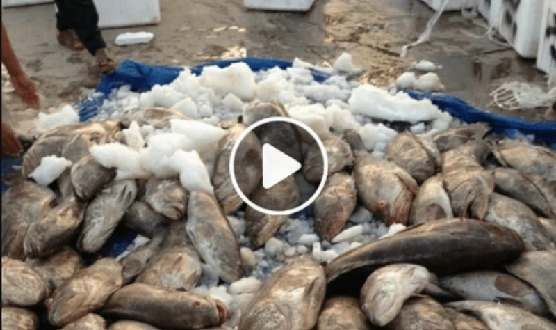 287kg Of Rotten Fish And Meat Destroyed In Mubarakiya Market Crackdown