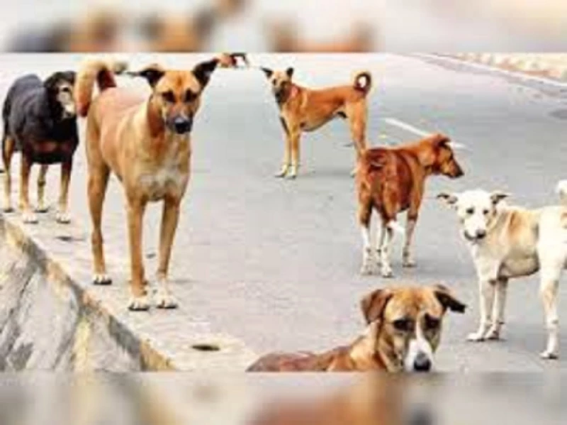 Don t Feed Stray Dogs Kuwait Local News don-t-feed-stray-dogs-kuwait-local-news