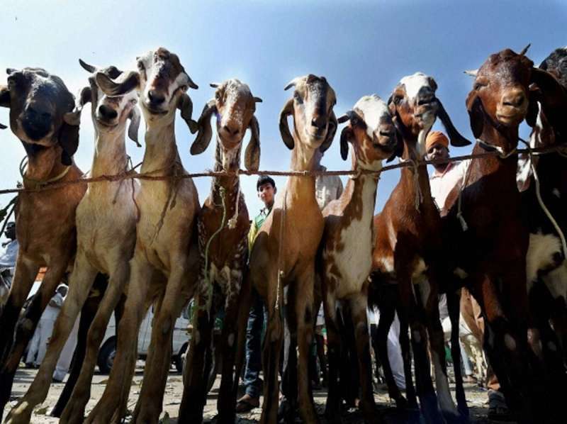 Exports Of Sheep And Goats Are Banned For Five Months | Kuwait Local News