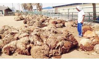 Due To High Temperature And Bad Vessel 1200 Sheep Dead | Kuwait Local News