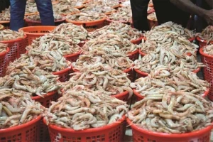 kuwaits-sharq-market-welcomes-71-tons-of-imported-seafood-Kuwait-2024-09-18-20-15-28.webp