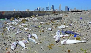 what-scientists-found-in-kuwaiti-waters-is-a-game-changer-for-marine-life-Kuwait-2025-07-24-13-26-03.webp