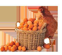 kairouan-cooperative-association-poultry-eggs-kuwait