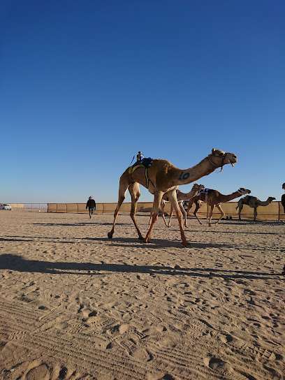 kuwait-camel-racing-club-kuwait