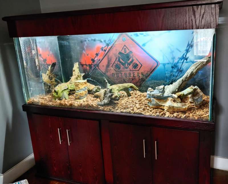 pet-fish-aquarium-wholesale-aquarium-kuwait