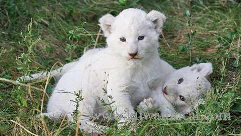 White Baby Lion And Tiger Cubs Available Best Offer Kuwait Local