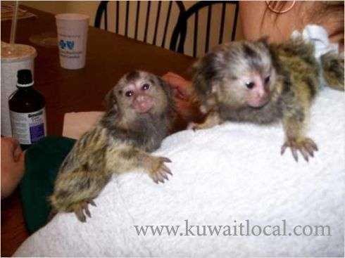 cute-marmoset-capuchin-monkey-babies in kuwait