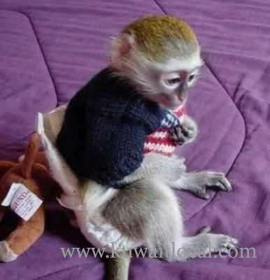 Cute Male And Female Capuchin Monkeys Available For New Home in kuwait