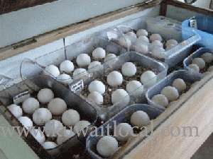 fertile-parrot-and-other-exotic-birds-eggs- in kuwait