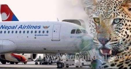nepal-airport-had-closed-for-around-half-an-hour-after-a-leopard-was-spotted-close-to-the-runway_kuwait