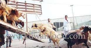 shepherd-lost-his-life-when-his-vehicle-toppled-in-matraba-area_kuwait