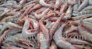 kuwait-municipality-has-given-the-concerned-officials-2-weeks-grace-period-to-answer-how-tons-of-frozen-fish-and-shrimps-entered-the-country_kuwait