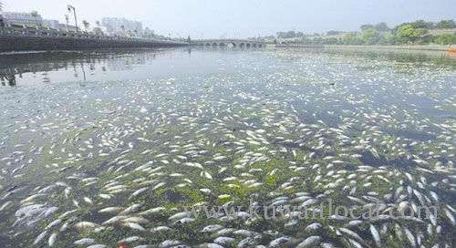mps-planning-to-convene-special-session-for-discussing-floating-algae-and-dead-fish-in-kuwaiti-bay_kuwait