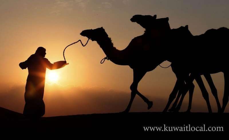 bangladeshi-camel-herder-was-shot-in-his-right-leg-while-he-was-tending-to-camels_kuwait