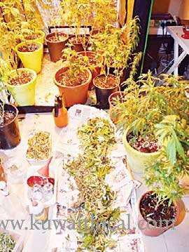 expats-arrested-for-cultivating-and-peddling-marijuana-at-home_kuwait