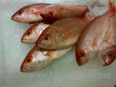 122-kg-of-spoilt-fish-seized_kuwait
