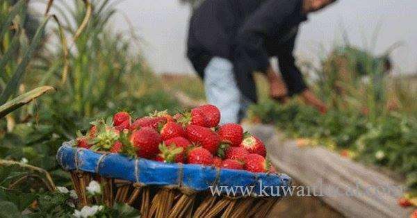 saudi-arabia-bans-imports-of-egyptian-strawberries-over-high-pesticide-levels_kuwait