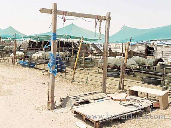 km-stopping-the-widespread-messy-unlicensed-slaughterhouses-in-wafra-desert-area_kuwait