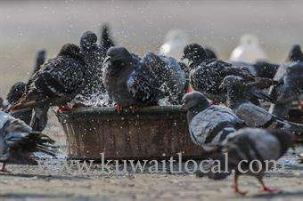 buckets-of-mercy-provide-water-to-birds_kuwait