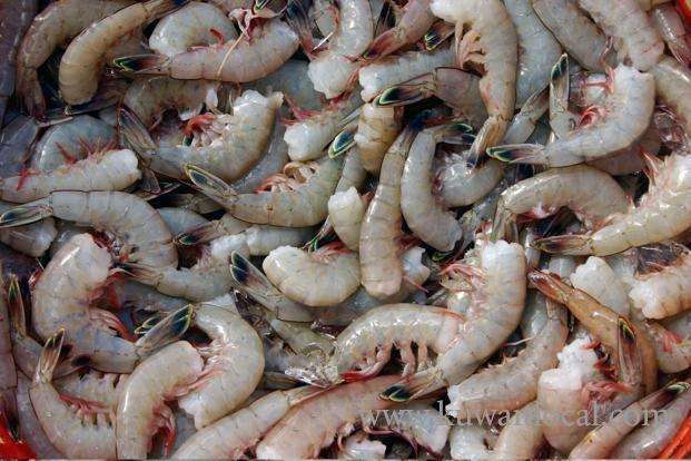 183,000-tons-of-indian-shrimps-have-flooded-the-kuwaiti-markets-despite-a-ban-issued-on-their-import_kuwait