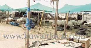 cost-of-sacrificial-sheep-is-expected-to-rise-sharply-due-to-lack-of-buyers_kuwait