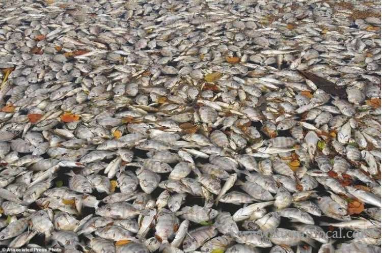 phenomenon-of-fish-kill-has-returned-to-haunt-the-marine-environment_kuwait