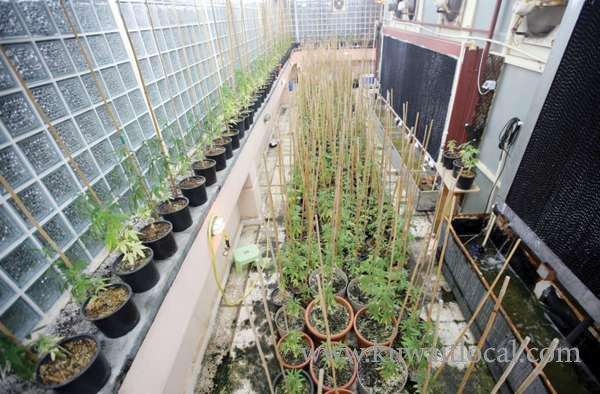 citizen-was-arrested-for-growing-marijuana-in-his-house_kuwait