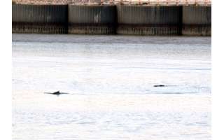 dolphins-found-in-power-station-water-tank-_kuwait
