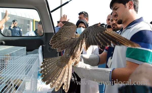 20-falcons-seized-by-kuwaiti-customs_kuwait