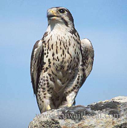 abdali-customs-officers-have-seized-23-falcons_kuwait