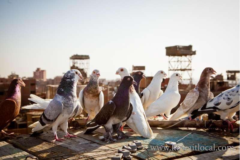 police-have-arrested-a-bedoun-for-stealing-70-pigeons-from-a-livestock-pen_kuwait