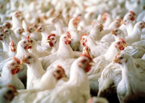 temporary-ban-on-the-import-of-poultry-from-5-countries_kuwait