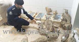iraqi-arrested-for-smuggling-predatory-birds-and-bustards-illegally_kuwait