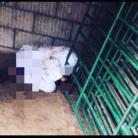 man-found-dead-in-slaughterhouse_kuwait