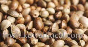 cannabis-seeds-may-be-available-inside-the-feeder_kuwait