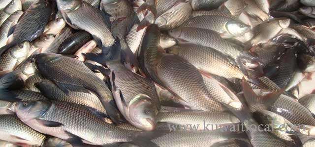 kisr-completed-fish-farming-and-aims-to-reduce-seafood-exports_kuwait