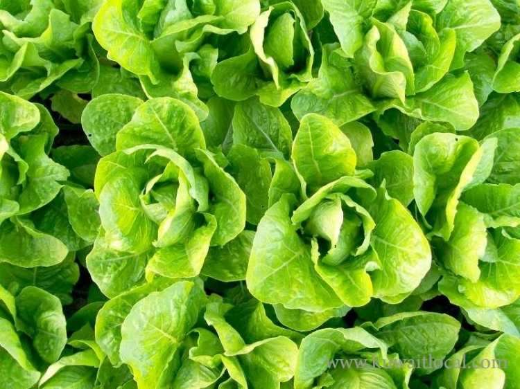 lettuce-is-expensive_kuwait