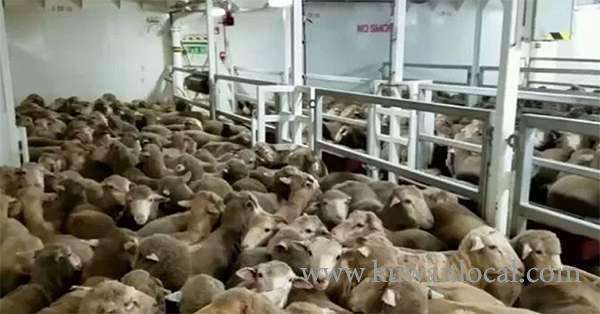 coast-guard-confiscates-4,000-sheep-_kuwait
