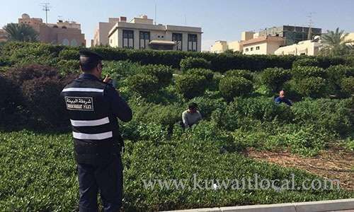 heavy-fines-for-kuwaitis,-asians-caught-uprooting-plants,-trees-to-feed-livestock_kuwait