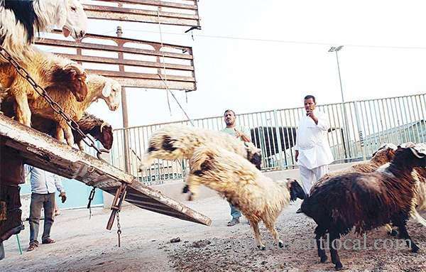 animal-abuse-alleged-to-prevent-livestock-export_kuwait