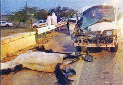 a-bus-driver-sustained-serious-injuries-when-the-bus-hit-a-horse_kuwait