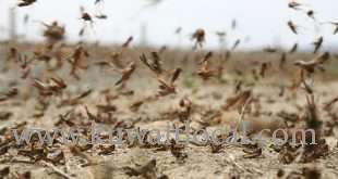 wafra-and-abdali-farms-threatened-as-invasion-of-locusts-expected_kuwait