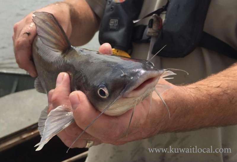 dead-fish,-including-catfish,-washed-ashore-at-sulaibikhat-area_kuwait