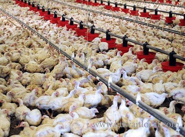 kuwait-poultry-farms-livestock-pens-become-factories-workshops_kuwait