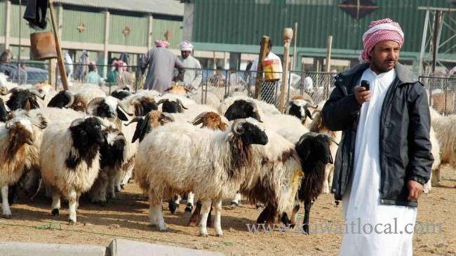 kuwait-price-of-local-sheep-has-reached-110-dinars-as-ramadan-approaches_kuwait
