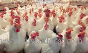 kuwait-ban-on-kuwaiti-poultry-lifted-by-uae_kuwait