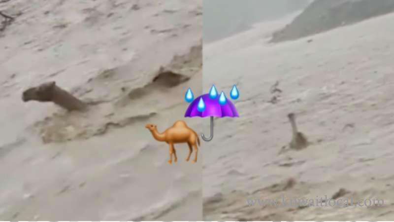 international-distressing-footage-of-a-camel-caught-in-uae-floods-is-going-viral_kuwait